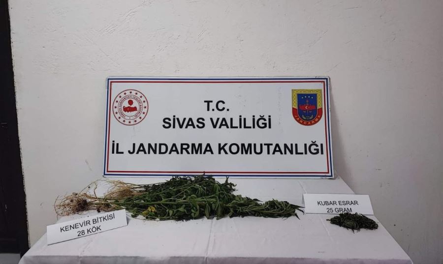 Sivas’ta 28 kök kenevir bitkisi ele geçirildi