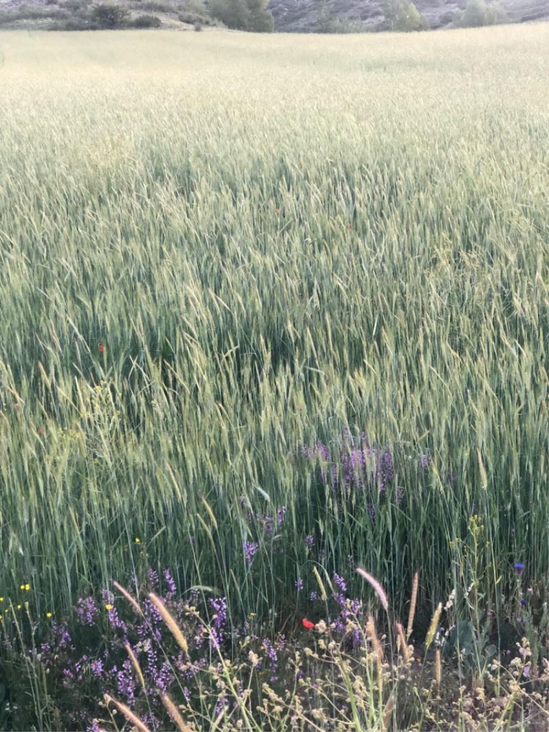 Ata tohumlar kuraklığa rağmen yüz güldürecek