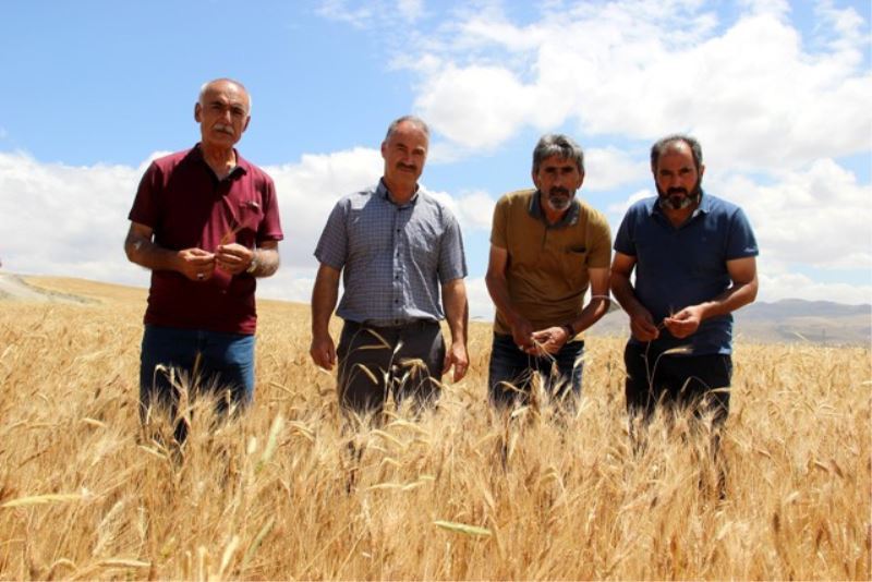 Sivas’ta buğday rekoltesinde yüzde 50 kayıp bekleniyor