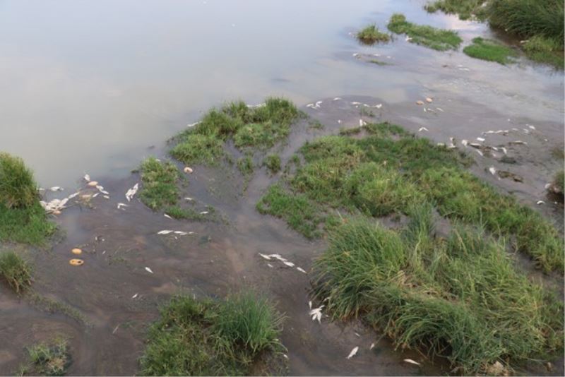 Balıkları zehir değil, kavuran sıcaklar öldürdü