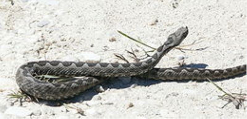 Yılan Tarafından Isırılan Genç Yoğun Bakımda !