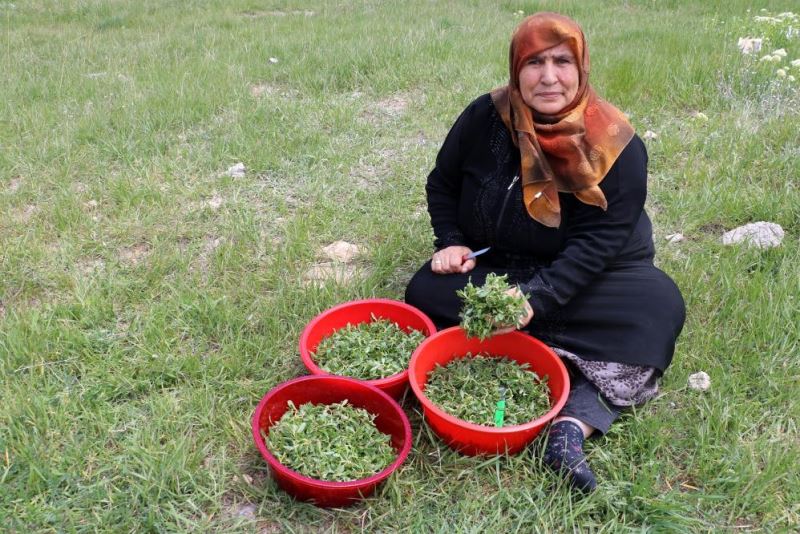 Adına bir çok türkü yazılan yabani ot, onlarca yemeğe de lezzet katıyor