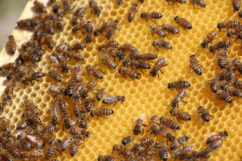 Sivas balında yüksek rekolte beklentisi arıcıların yüzünü güldürdü