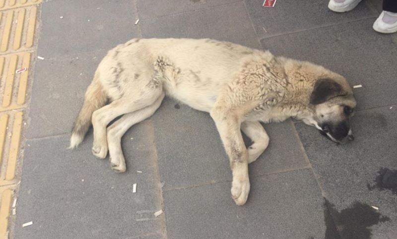 Belediye ilgilenmedi, hasta köpek ölümü bekledi!