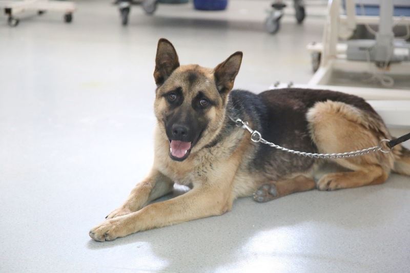 Bingöl’den getirilen K9 köpeği Sivas
