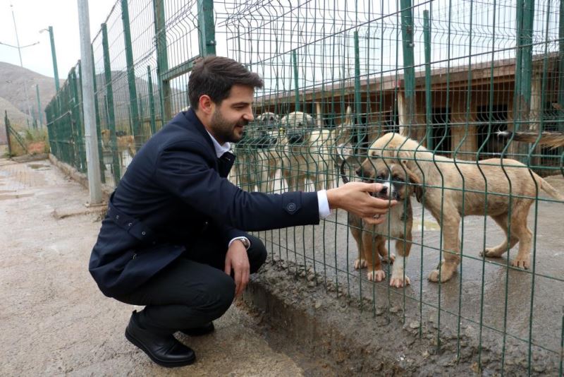 Bu barınak 5 yıldızlı otelleri aratmıyor