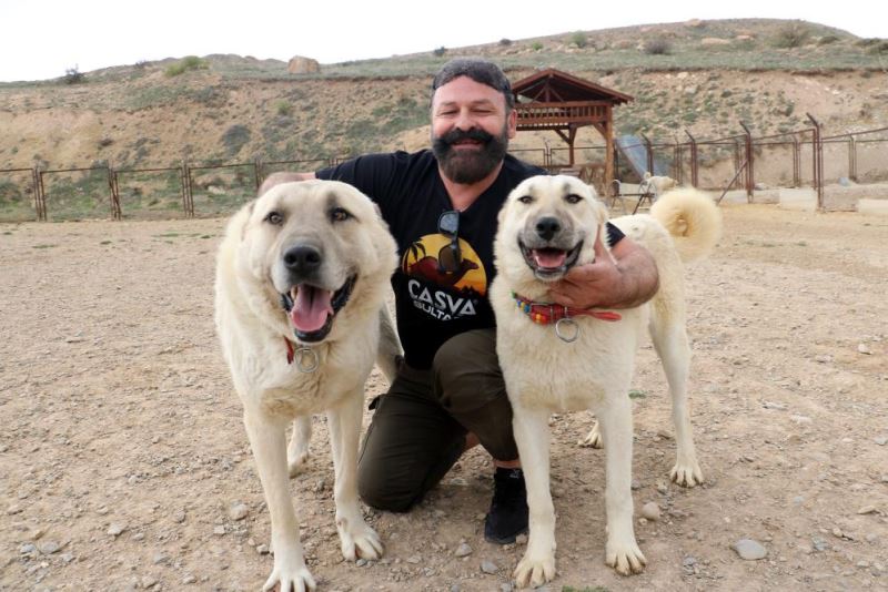 Bu özellik başka hiçbir köpek ırkında yok !