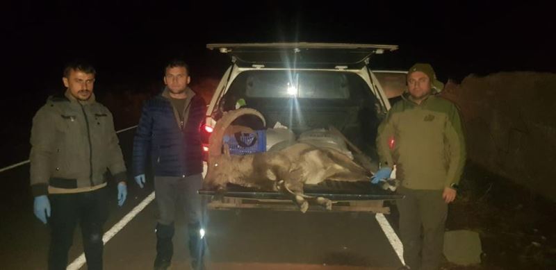 Dağ keçisi avına 250 bin lira ceza