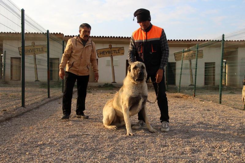 Dünyaca ünlü Kangallar, 60 bin ziyaretçi ağırladı