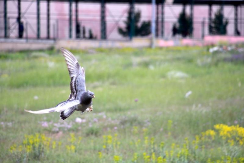 Güvercinleri çalan hırsızlar suçu tilkiye attı