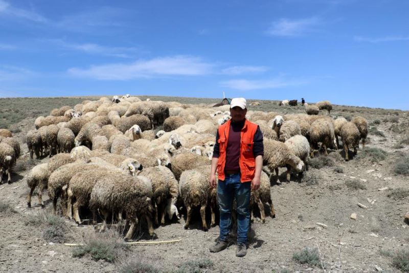 Havalar ısınmasıyla koyunlar meralara çıkarıldı