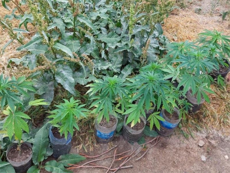 Jandarma ekiplerinden  kenevir operasyonu