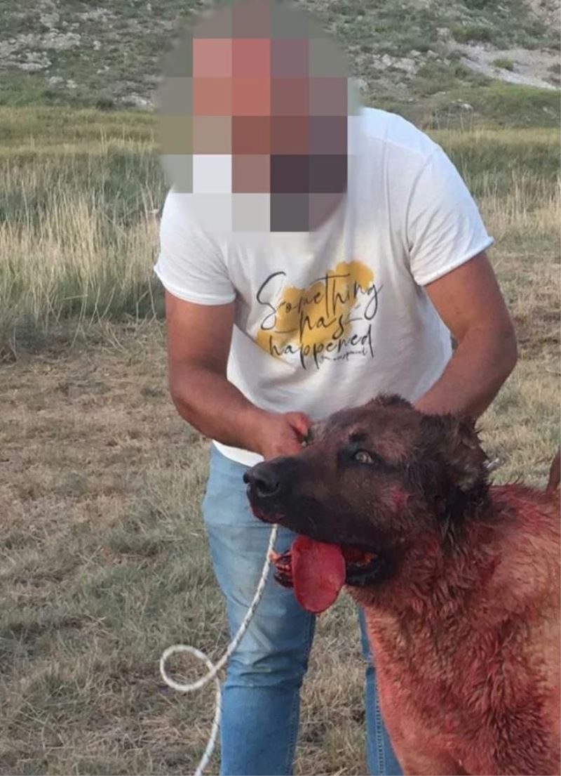 Köpek dövüşüne suç duyurusu