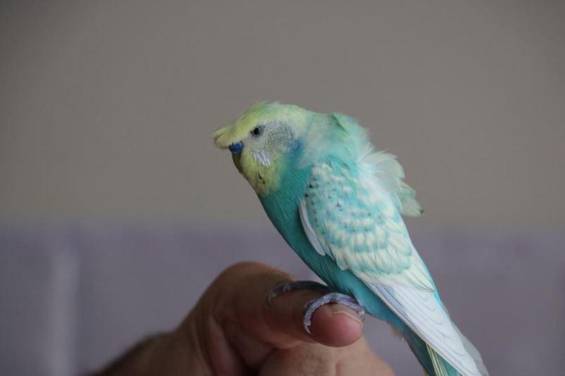 Kuş bile dile geldi 