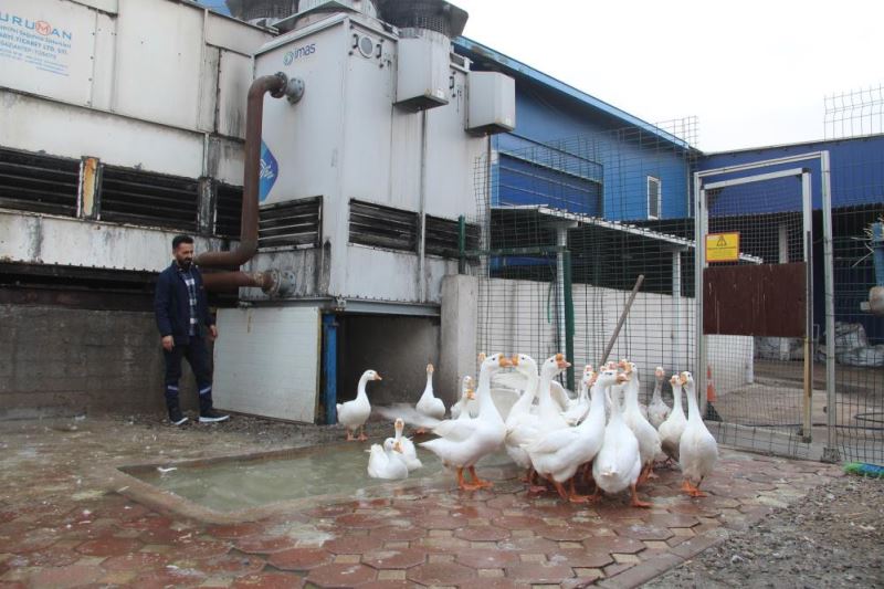 Leylekler için üretimini durduran firma, hayvanlar için sıcak bir yuva oldu