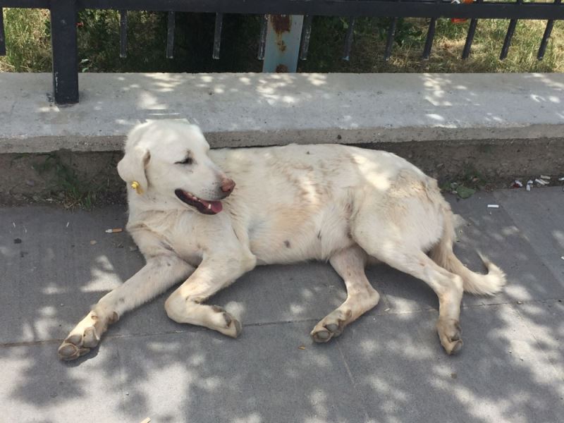 Sivas’ta 4 bin 520 köpeğe mikroçip takıldı