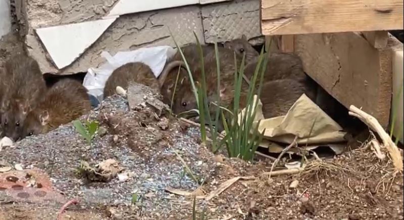 Sivas’ta İş hanını Lağım Fareleri istila etti