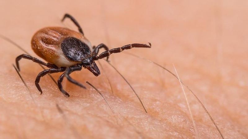 Sivas’ta keneden 2 ölüm daha, sayı 5’e yükseldi