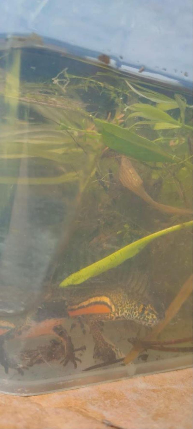 Sivas’ta nesli tehdit altındaki tür görüntülendi