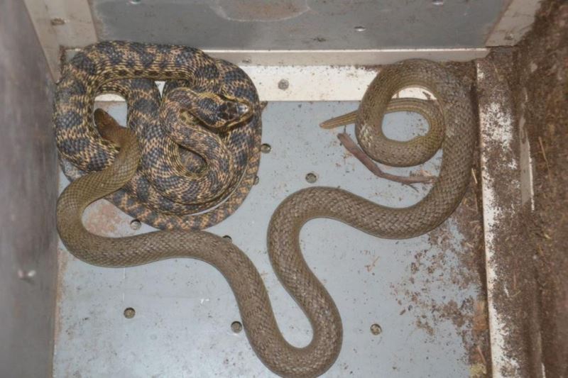 Yavrularını yiyen yılanları nasihat edip doğaya saldı