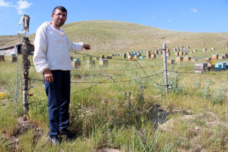 Zekası ile ayılara tuzak kurdu